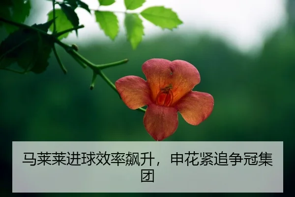 ma-lai-lai-jin-qiu-xiao-lv-biao-sheng-shen-hua-jin-zhui-zheng-guan-ji-tuan-2-454.jpg