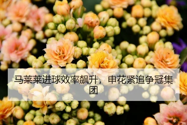 马莱莱进球效率飙升，申花紧追争冠集团
