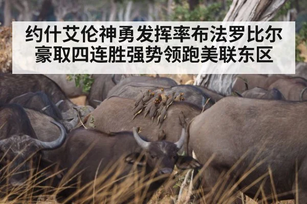 约什艾伦神勇发挥率布法罗比尔豪取四连胜强势领跑美联东区